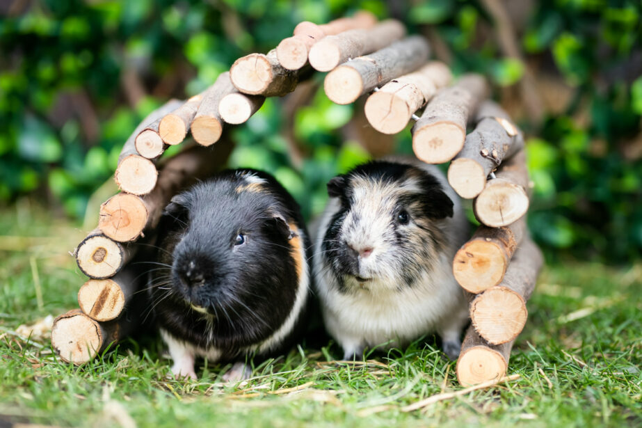 guinea pigs