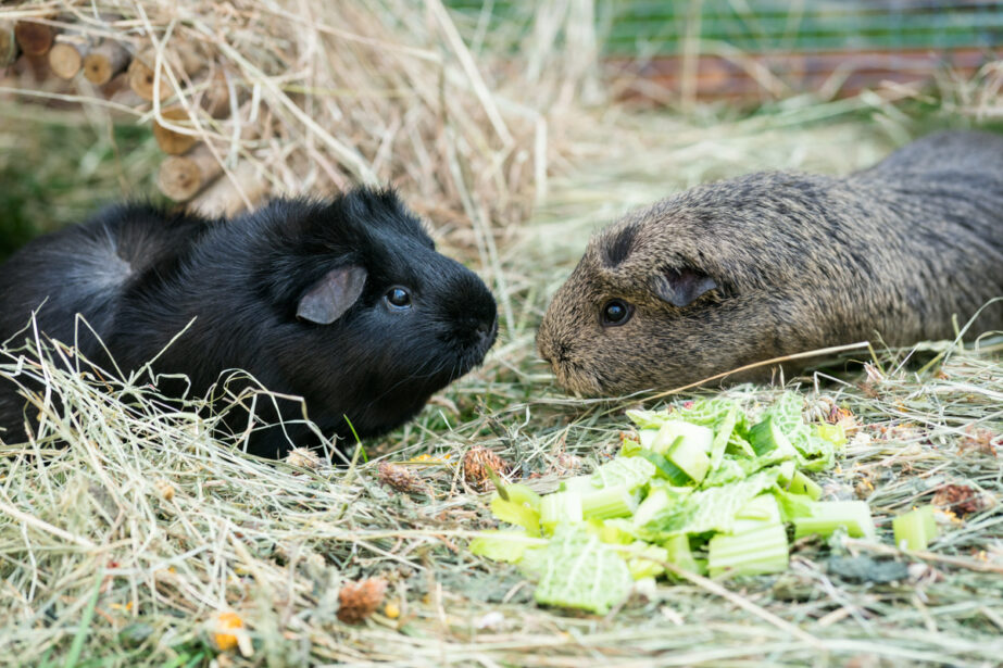 guinea pigs eating