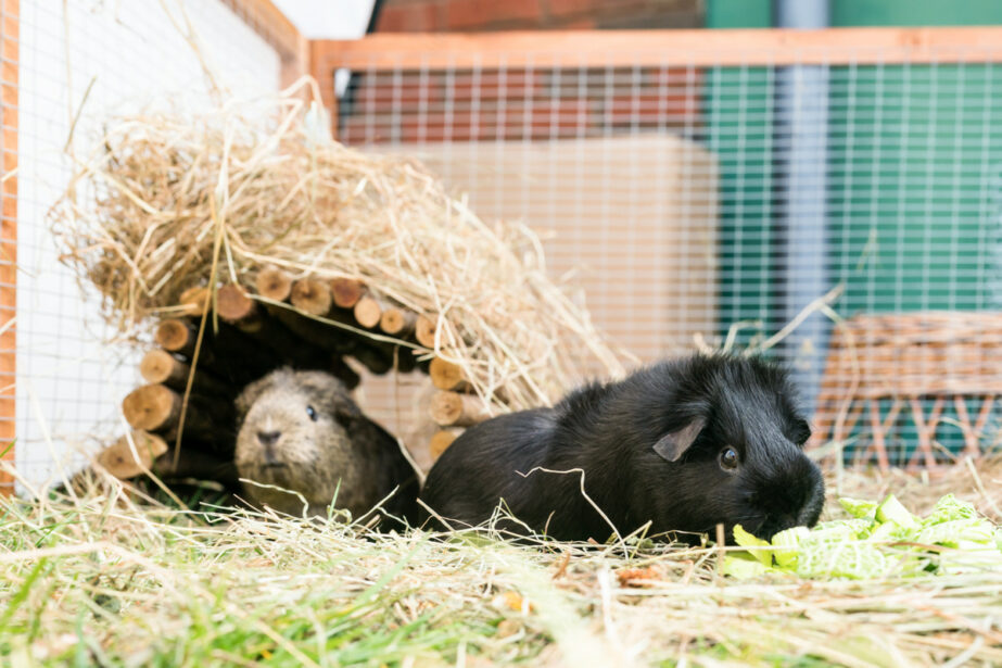 Outdoor guinea pigs