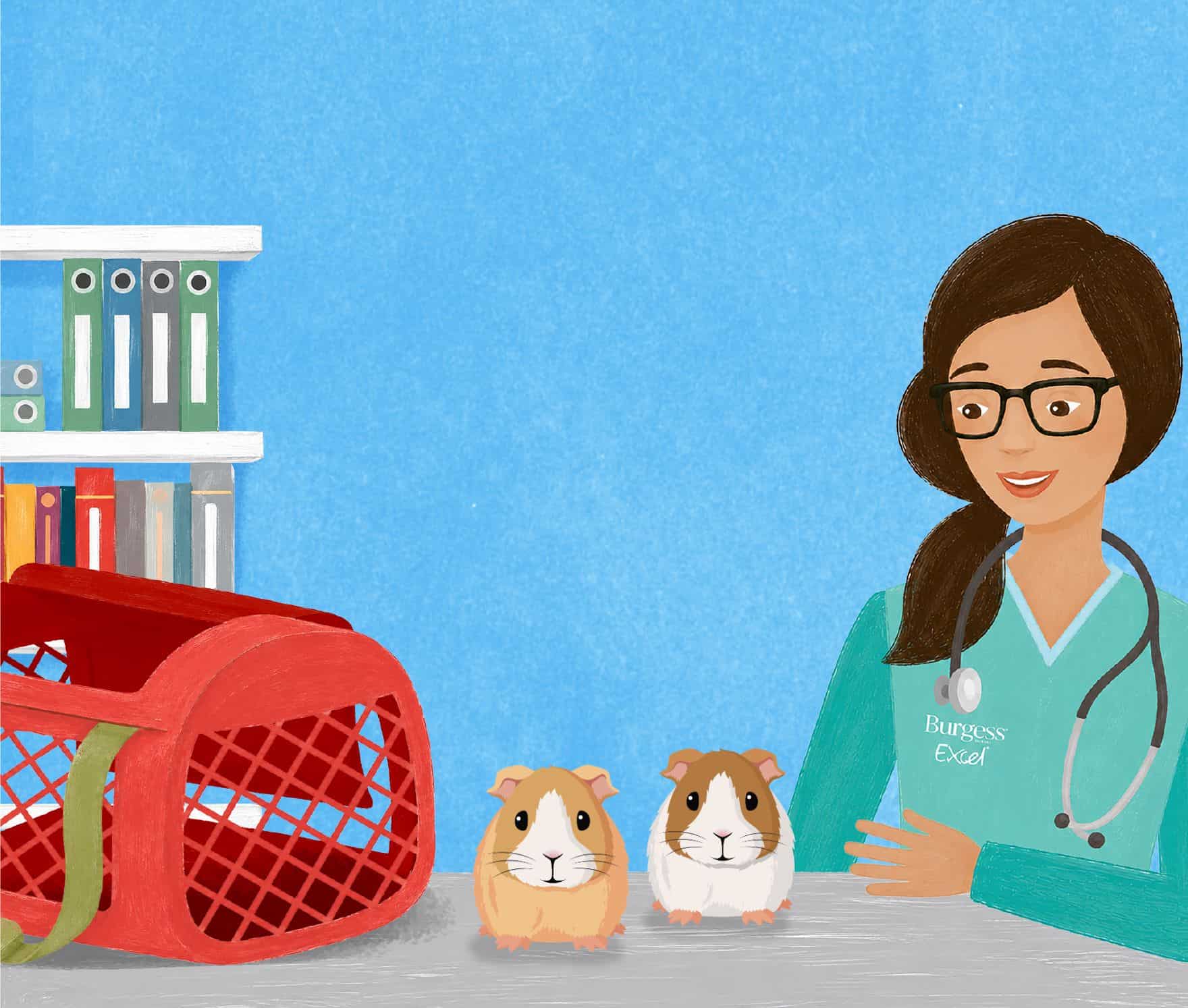 Neutering your guinea pigs